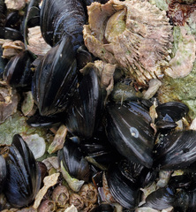 Mytilus trossulus