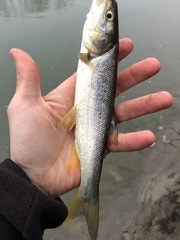 Ptychocheilus oregonensis