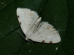 Lomographa bimaculata