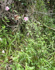 Hibiscus pedunculatus