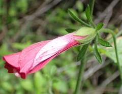 Hibiscus pedunculatus
