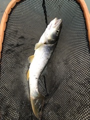 Ptychocheilus oregonensis