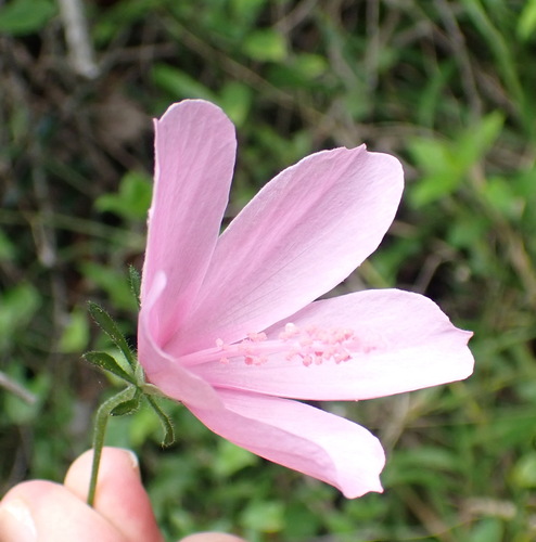Image of Hibiscus pedunculatus by (c) Nicola van Berkel, some rights reserved (CC BY-SA)
