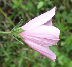 Hibiscus pedunculatus