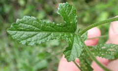 Hibiscus pedunculatus