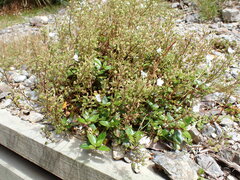Veronica lanceolata