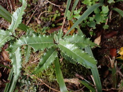 Olearia ilicifolia