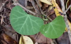 Cissampelos torulosa