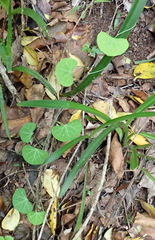 Cissampelos torulosa