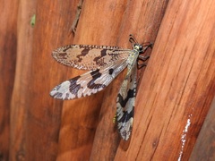 Palparini