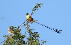 Vidua regia
