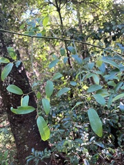 Monanthotaxis caffra