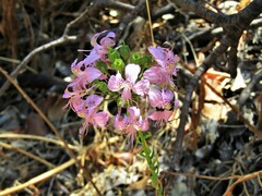 Alstroemeria revoluta