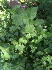 Plectranthus verticillatus