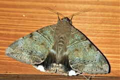 Achaea
