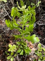 Morella quercifolia