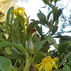 Amegilla bombiformis