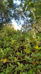 Amegilla bombiformis