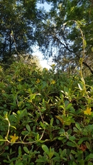 Amegilla bombiformis