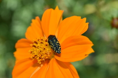 Acmaeodera flavopicta
