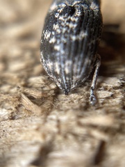 Eutyrhinus meditabundus