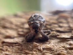 Eutyrhinus meditabundus