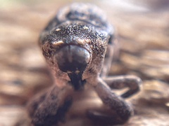 Eutyrhinus meditabundus