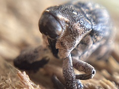 Eutyrhinus meditabundus