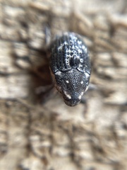 Eutyrhinus meditabundus