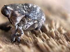 Eutyrhinus meditabundus