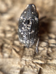 Eutyrhinus meditabundus