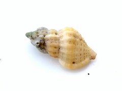 Cymatiella