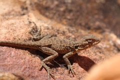 Ctenophorus modestus