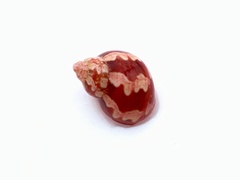 Phasianella ventricosa