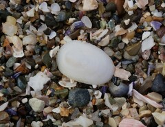 Tugali parmophoidea