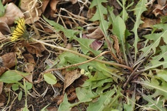 Taraxacum tenellisquameum