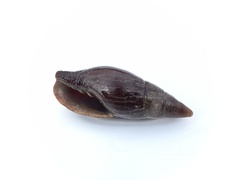 Isara carbonaria