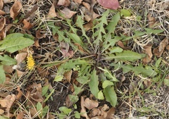 Taraxacum tenellisquameum