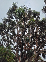 Dracophyllum traversii