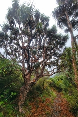 Dracophyllum traversii