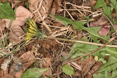 Taraxacum tenellisquameum