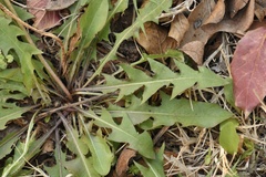 Taraxacum tenellisquameum