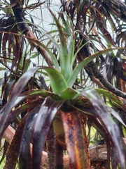 Dracophyllum traversii