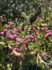 Podocarpus lawrencei