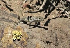 Liolaemus nigroviridis