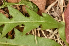 Taraxacum tenellisquameum