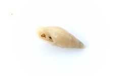 Mitridae