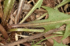 Taraxacum tenellisquameum