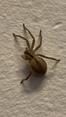 Micrommata