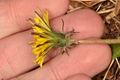 Taraxacum tenellisquameum